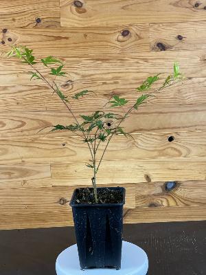 Acer Palmatum "Nicholsonii" C2,4
