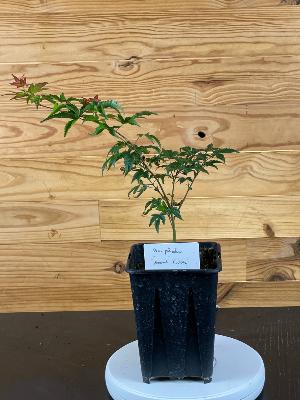 Acer Palmatum "Murasaki Kiyohime" C2,4