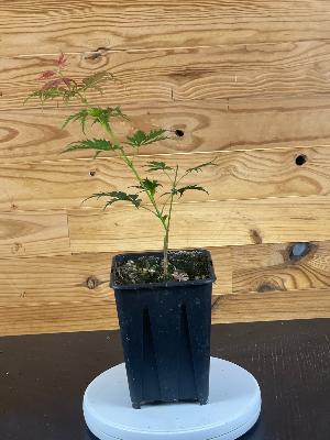 Acer Palmatum "Ki Hashijo" C2,4
