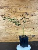 Acer Palmatum "Divine" C2,4