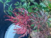 Acer Dissectum "Semis" C3
