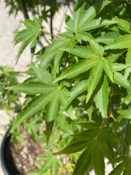 Acer Palmatum "Type" C70