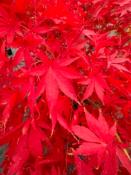 Acer Palmatum "Mila Originel" C2,4