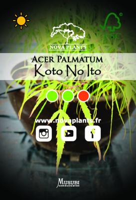 Acer Palmatum "Koto No Ito" C10