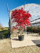 Acer Palmatum "Nicholsonii" C30