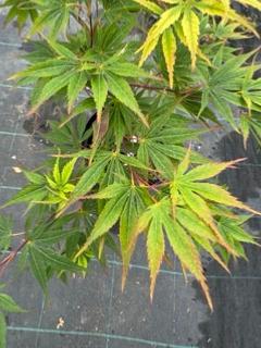 Acer Palmatum "Automn Red" C2,4