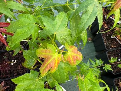 Acer Elegantulum