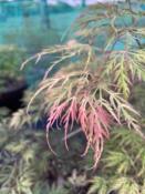 Acer Dissectum "Red Automn Lace" C2,4