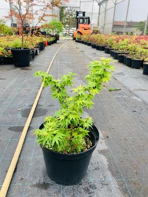 Acer Palmatum "Mikawa Yatsubusa" C2,4