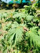 Acer Japonicum "Aconitifolium" C45