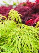Acer Dissectum "Viridis" C10