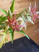 Acer Palmatum "Semis" C3