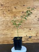 Acer Dissectum "Ornatum" C2,4