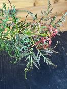 Acer Dissectum "Nova Plants" C2,4