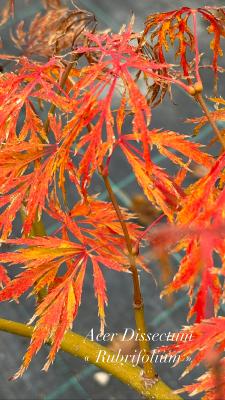 Acer Dissectum "Rubrifolium" C2,4