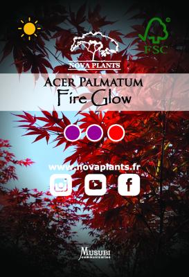 Acer Palmatum "Fire Glow" C3