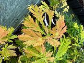 Acer Japonicum "Mai Kujaku" C2,4