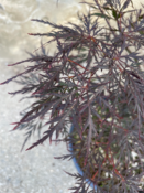 Acer Dissectum "Nigrum" C20
