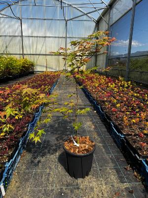 Acer Palmatum "Deshojo" C5