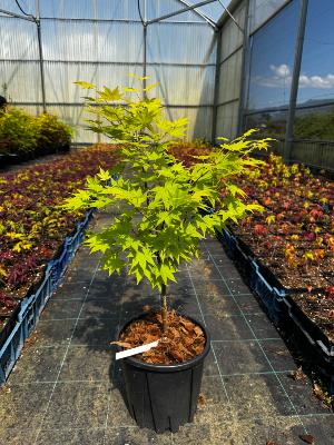 Acer Shirasawanum "Jordan" C5