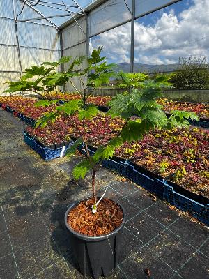 Acer Japonicum "Vitifolium" C5