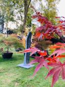 Acer Palmatum "Fire Glow" C30