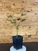 Acer Palmatum "Osakazuki" C2,4