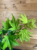 Acer Shirasawanum "Jordan" C2,4