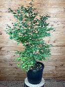 Acer Palmatum "Ariadne" C25