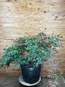 Acer Dissectum "Orangeola" C30