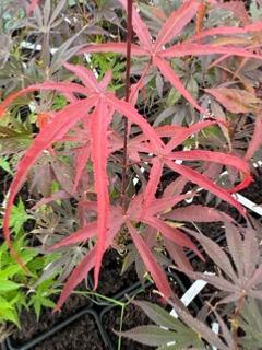 Acer Palmatum "Beni Otake" C2,4