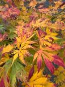 Acer Palmatum "Semis" C45
