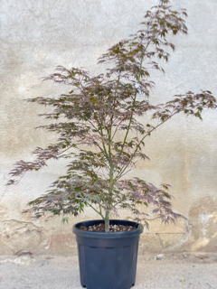 Acer Palmatum "Burgundy Lace" C45