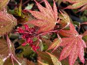 Acer Japonicum "Chateau de Papa" C2,4