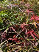 Acer Palmatum "Villa Tarento" C5