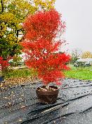 Acer Palmatum "Koto No Ito" C20