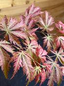 Acer Palmatum "Ariadne" C2,4