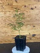 Acer Dissectum "Nova Plants" C2,4