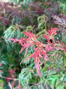 Acer Dissectum "Orangeola" C30