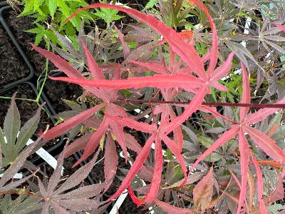 Acer Palmatum "Peve Dave" C2,4