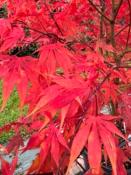 Acer Palmatum "Semis" C90