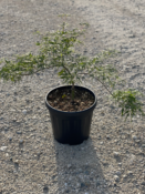 Acer Dissectum "Viridis" C20