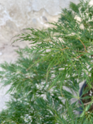 Acer Dissectum "Viridis" C10