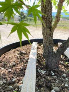 Acer Palmatum "Arakawa" C15