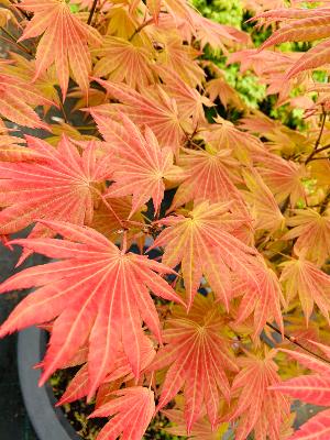 Acer Shirasawanum "Automn Moon" C12 Déco