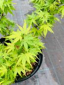Acer Palmatum "Mikawa Yatsubusa" C2,4