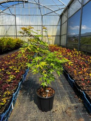 Acer Palmatum "Beni Tsukasa" C5