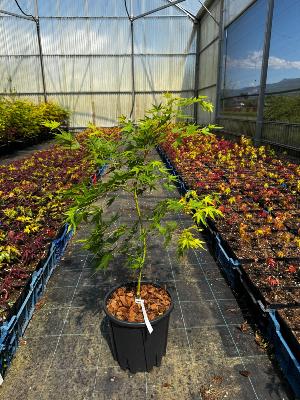 Acer Palmatum "Japanese Sunrise" C5