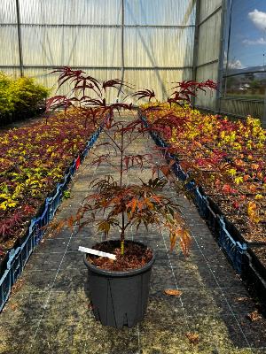 Acer Palmatum "Peve Dave" C5