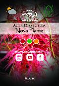Acer Dissectum "Nova Plants" C2,4